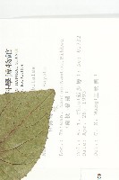 斑花青牛膽藏品圖，第2張