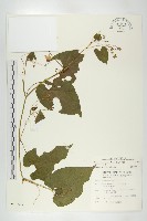 斑花青牛膽藏品圖，第1張