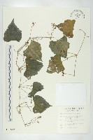 黑果馬交兒藏品圖，第1張