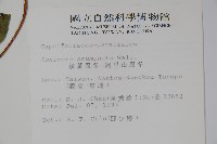 阿里山忍冬、漸尖葉忍冬藏品圖，第2張