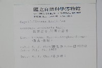 阿里山忍冬、漸尖葉忍冬藏品圖，第2張