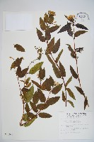 阿里山忍冬、漸尖葉忍冬藏品圖，第1張