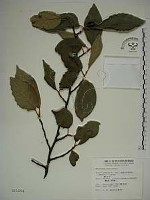 愛玉子藏品圖，第1張