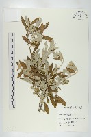 小葉胡頹子藏品圖，第1張