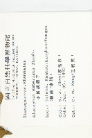 小葉胡頹子藏品圖，第2張