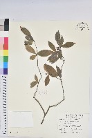 南仁五月茶藏品圖，第1張