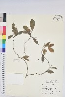 南仁五月茶藏品圖，第1張