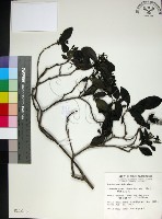 薄葉玉心花藏品圖，第1張