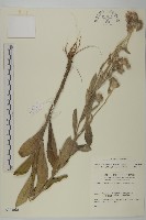 毛將軍藏品圖，第1張