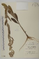 毛將軍藏品圖，第1張