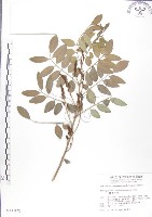 尖葉木藍藏品圖，第1張