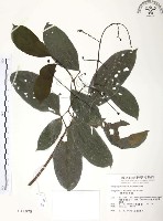 山香圓藏品圖，第1張