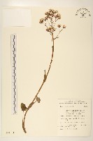 臺灣款冬藏品圖，第1張