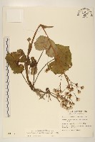 臺灣款冬藏品圖，第1張