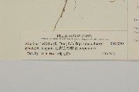 臺灣鬼督郵藏品圖，第3張