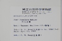 大屯尖葉槭, 川上氏槭藏品圖，第2張