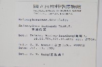 筆頭蛇菰藏品圖，第2張