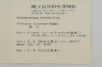 厚葉衛矛, 源一木藏品圖，第2張