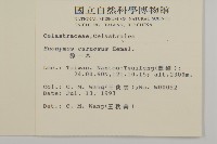 厚葉衛矛, 源一木藏品圖，第2張