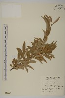 厚葉衛矛, 源一木藏品圖，第1張