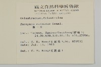 厚葉衛矛, 源一木藏品圖，第2張