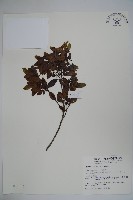 太平山冬青藏品圖，第1張