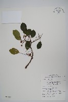 硬齒獼猴桃藏品圖，第1張