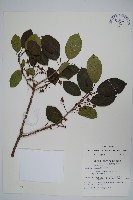 硬齒獼猴桃藏品圖，第1張