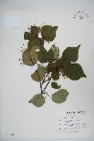 樺葉莢迷、玉山莢迷藏品圖，第1張