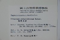 樺葉莢迷、玉山莢迷藏品圖，第2張