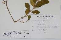 武靴藤藏品圖，第2張