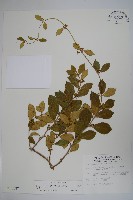 武靴藤藏品圖，第1張