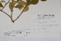 武靴藤藏品圖，第2張