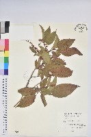 南燭藏品圖，第1張