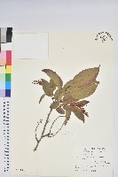 南燭藏品圖，第1張