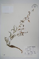 輪葉沙參藏品圖，第1張