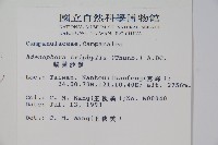 輪葉沙參藏品圖，第2張