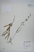 輪葉沙參藏品圖，第1張