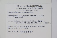 輪葉沙參藏品圖，第2張