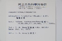 輪葉沙參藏品圖，第2張