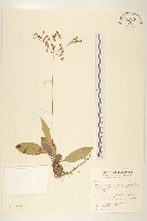 刀傷草藏品圖，第1張