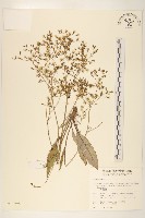 刀傷草藏品圖，第1張