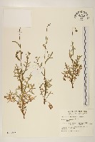 矮菊藏品圖，第1張