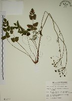 玉山茴香藏品圖，第1張