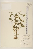 小米菊藏品圖，第1張