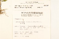 小米菊藏品圖，第2張