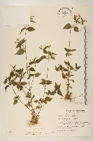 小米菊藏品圖，第1張