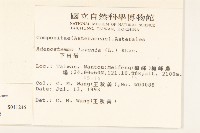 小米菊藏品圖，第2張