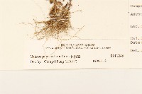 小米菊藏品圖，第3張