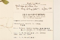 小米菊藏品圖，第2張